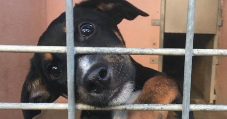 Confinement : « des milliers d'animaux risquent d'être euthanasiés », la SPA alerte