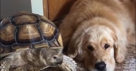 Bozzcook, la belle amitié entre le chien et la tortue
