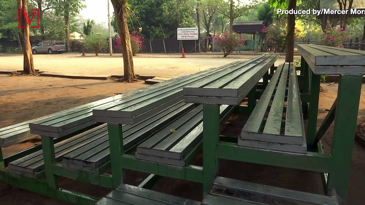 Taiwanese Elephant Camp Worried It Won’t Be Able to Feed Elephants During Coronavirus Pandemic