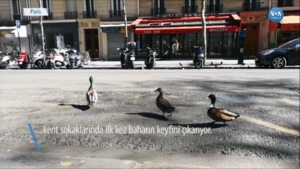 Boşalan Paris Sokaklarında Gezen 3 Kafadar Ördek