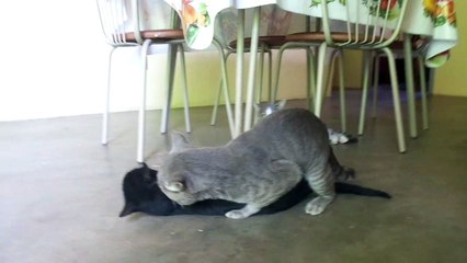 Cruzamentos de gatos p1