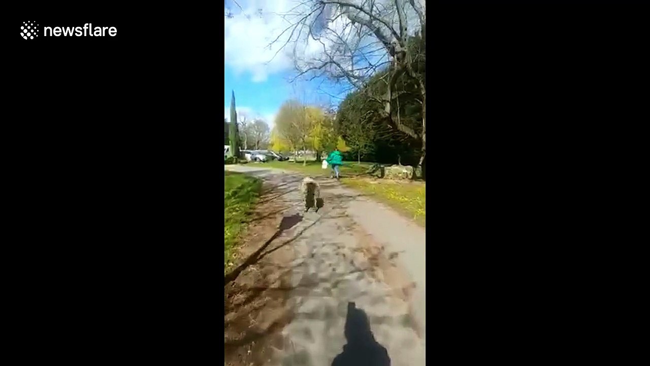 UK woman makes a run for it after being chased down by lone sheep