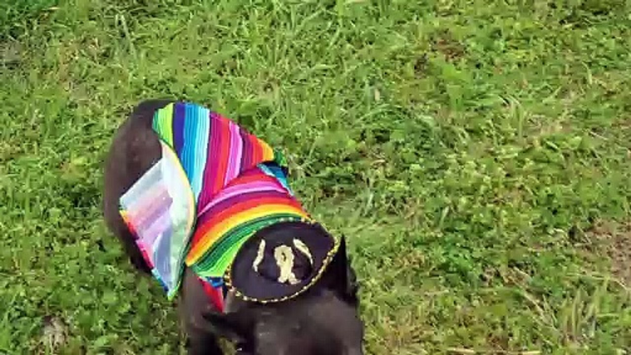 Funny French Bulldog Dancing in a Sombrero to Mexican Music