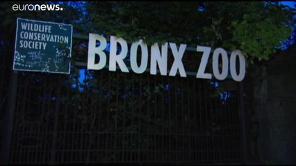 Download Video: Dans le zoo du Bronx, une tigresse testée positive au Covid-19