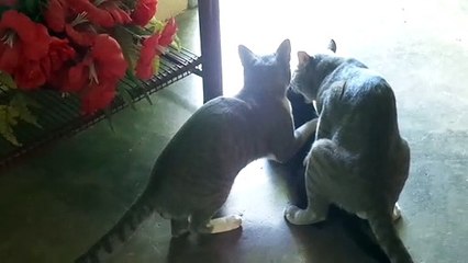 Cruzamentos de gatos p3