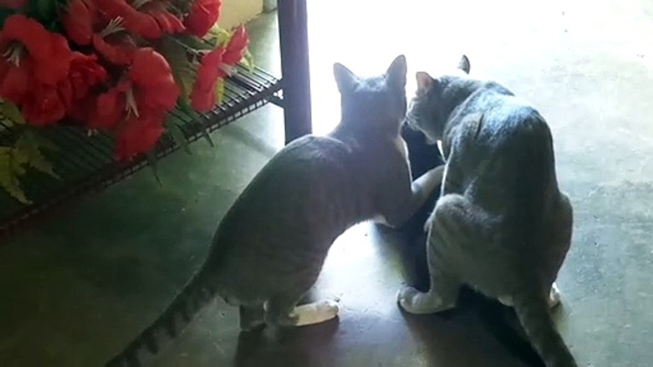 Cruzamentos de gatos p3