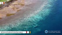 Great Barrier Reef Reportedly Experiences Most Widespread Bleaching To Date