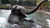 Elephants Have A Pool Party, Make Social-Distancing Humans Jealous