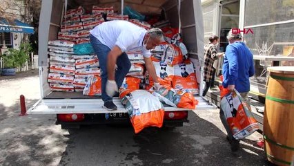Bodrum'da sokak hayvanlarına 11 bin kilo mama dağıtıldı