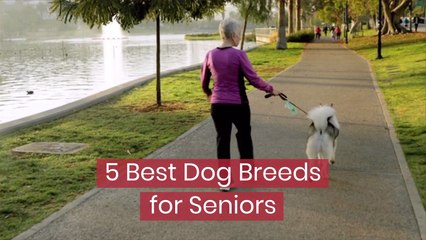 The Best Dogs For Older People