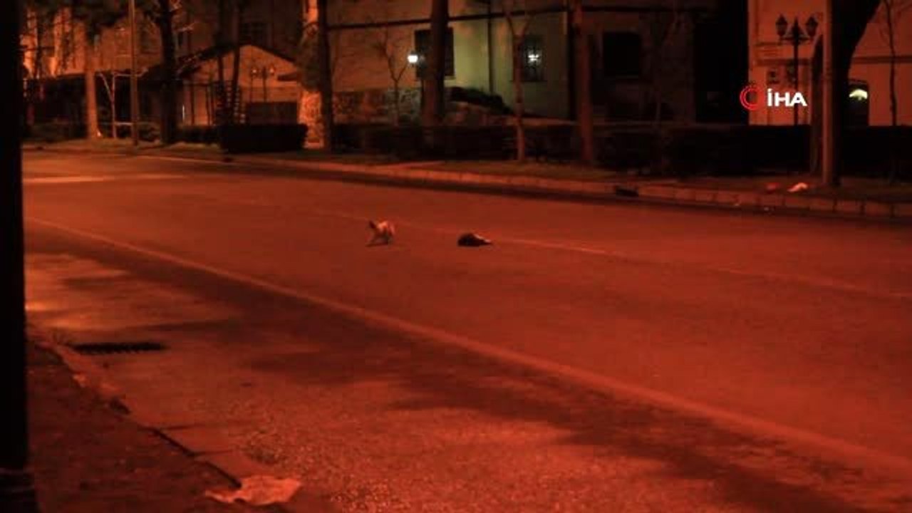 Yürek yakan görüntü Ordu'dan... Diğer 2 kedi araba çarpan kedinin başından bir an olsun ayrılmadı