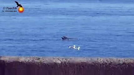 Delfines nadan a sus anchas frente al Puertito de Güímar