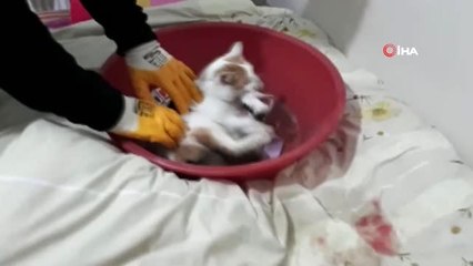 Evi havalandırmak için camı açtı, içeri giren kedi yavruladı