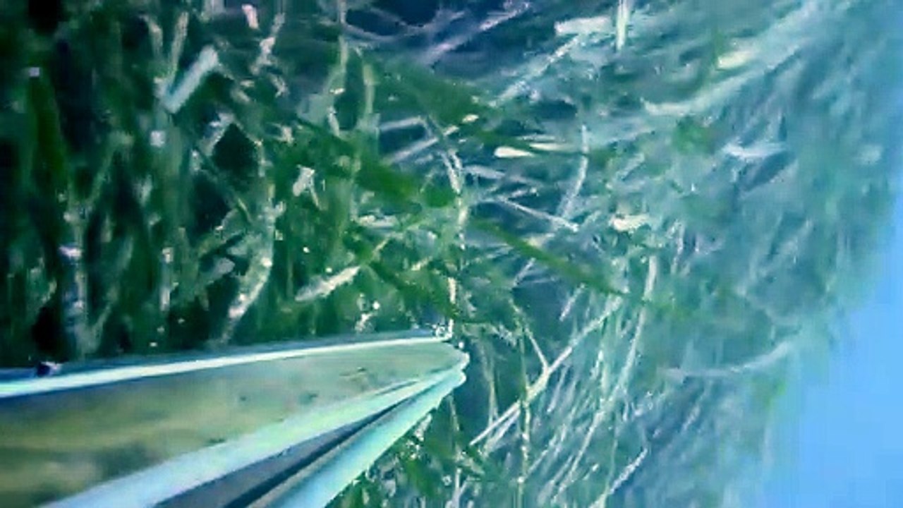 Zıpkınla Dev Akya Avı 36 KG - Spearfishing Giant Amberjack 36 KG