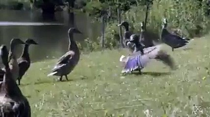 reincarnation canard