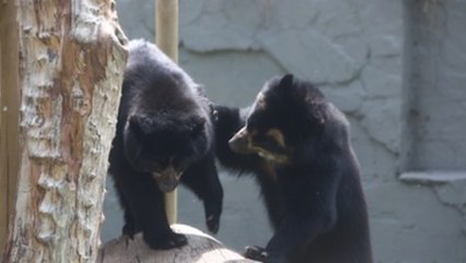 Zoológicos colombianos viven su propia crisis por COVID-19