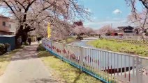 Cherry Blossom Trees Bloom in Saitama