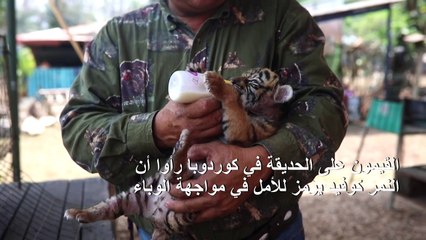 صغير النمر "كوفيد" يبصر النور في زمن الحجر في المكسيك