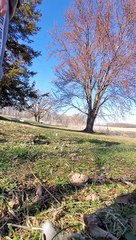 Son renard de compagnie lui vole son smartphone