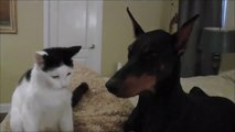 Amitié incroyable entre un chat et... un gros Doberman