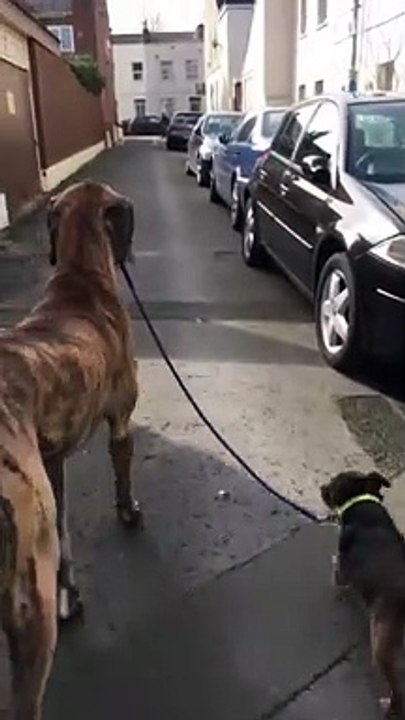 Ce chien sort promener... son chien. Pratique...