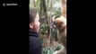 Mildly salacious monkey is FASCINATED by girl's tongue ring at Bronx zoo