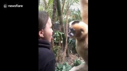 Mildly salacious monkey is FASCINATED by girl's tongue ring at Bronx zoo