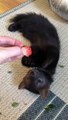 Buddy the Sable Punishes the Strawberry for not Being Tasty