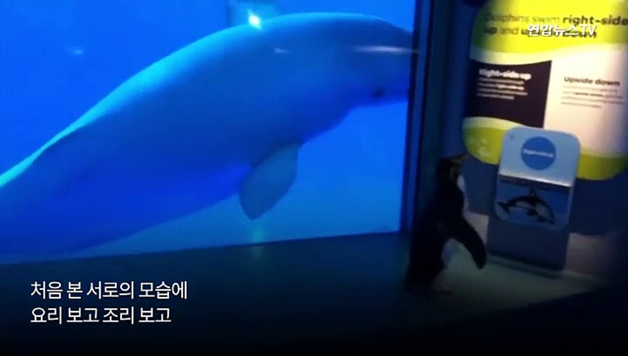 [월드줌인] 펭귄이 벨루가 구경?…코로나가 바꾼 동물원 풍경