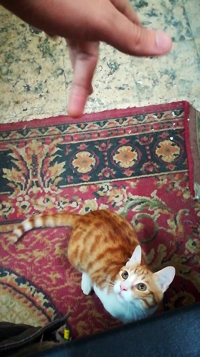 Kitty Jumps High