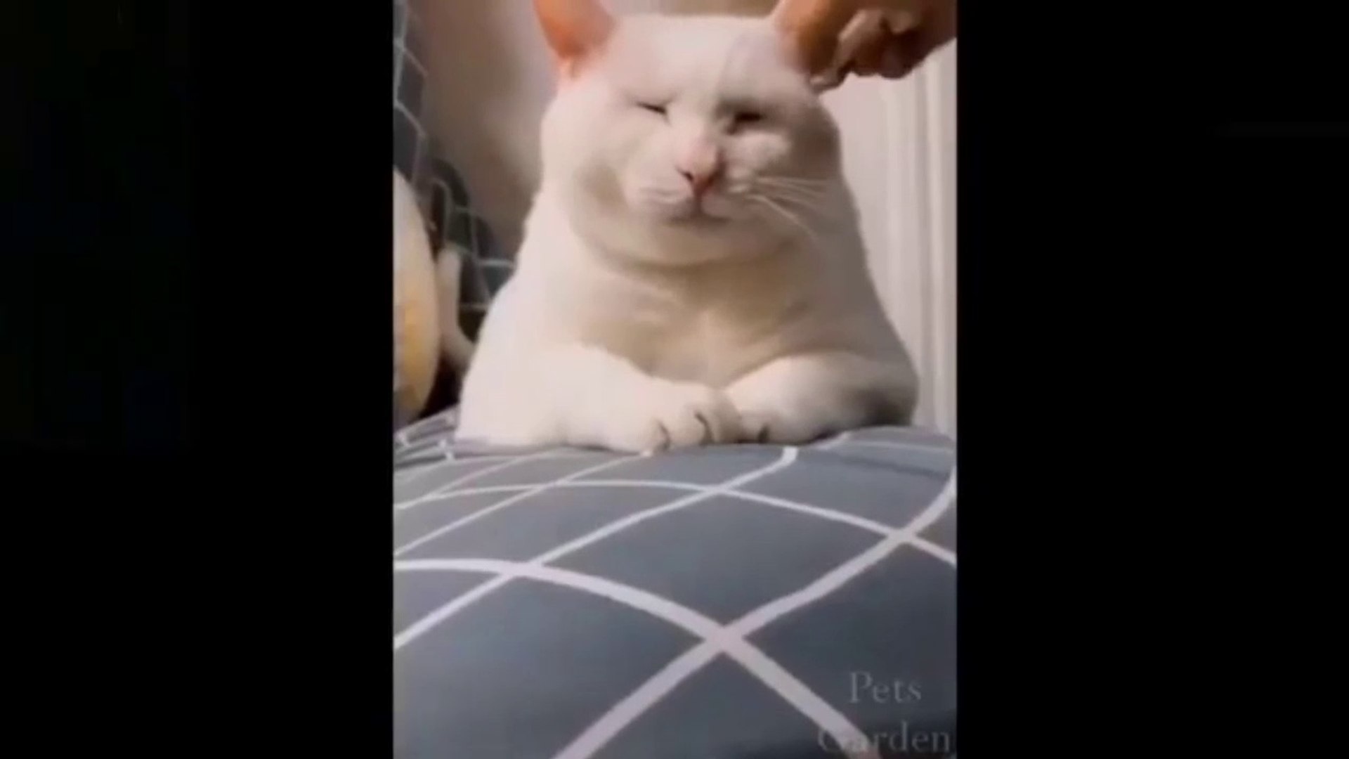 Cute Pets And Funny Animals Compilation