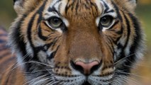 Tiger at New York’s Bronx Zoo tests positive for coronavirus