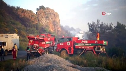 Orman yangınında 800 arı kovanı kül olan teyze gözyaşlarına boğuldu