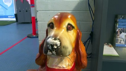 Gegen Corona-Koller: Australier adoptieren immer mehr Haustiere