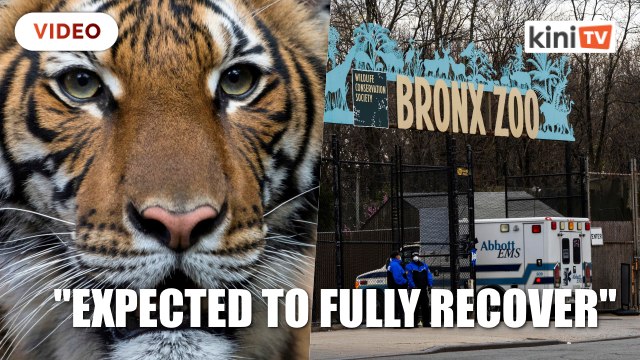 Four year old Malayan tiger in NYC recovering from Covid-19