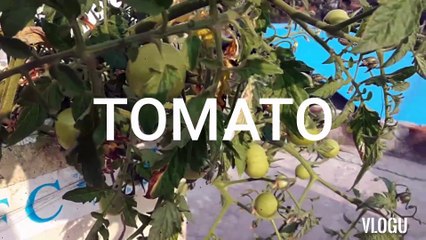 MY HOME KITCHEN GARDEN