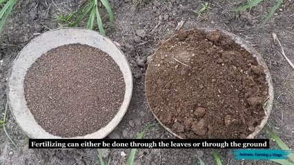 Organic Fertilizer For Orange Trees In The Farm