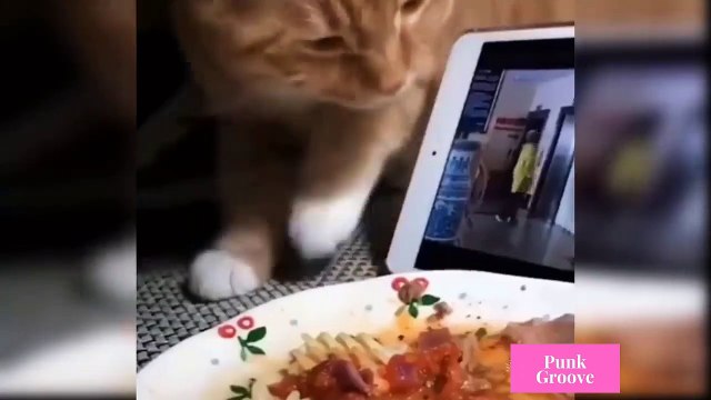 Cute and Funny Cats Videos Compilations Funny Animal Fails Compilations