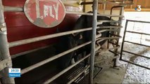 Coronavirus - Face au manque de demande, certains éleveurs sont obligés de jeter la production de lait de leurs vaches - VIDEO