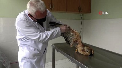 Elazığ'da bitkin düşen "Kartal" tedavi altına alındı