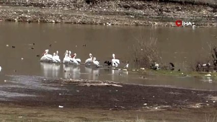 Pelikanlar Kars Baraj Gölü'ne erken geldi