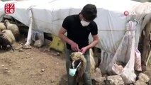 Siirtli göçebe, korona virüse dikkat çekmek için hayvanlarına maske taktı