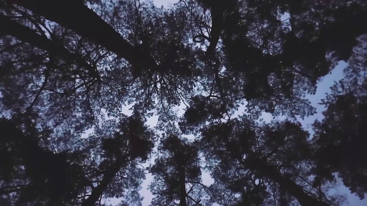 Scary Woods cinematic shots with Horror background Music [Fear] | [Forest] | [Scary] | (horror) | [Abandoned House]