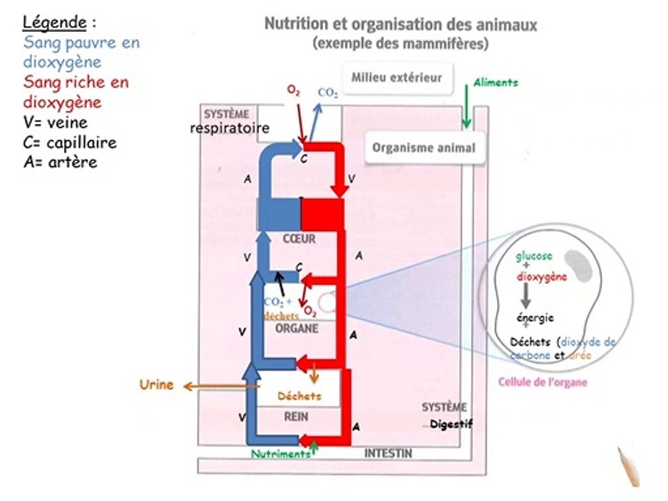 Appareil circulatoire partie 2