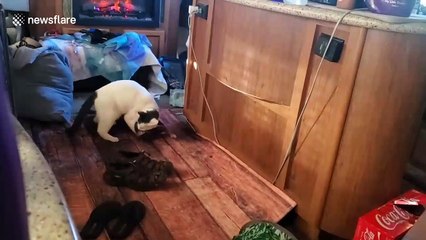 This adorable cat and dog duo in California do everything together