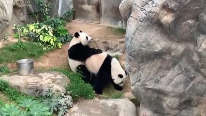 Descargar video: Dos pandas de un zoo de Hong Kong se aparean por primera vez en diez años