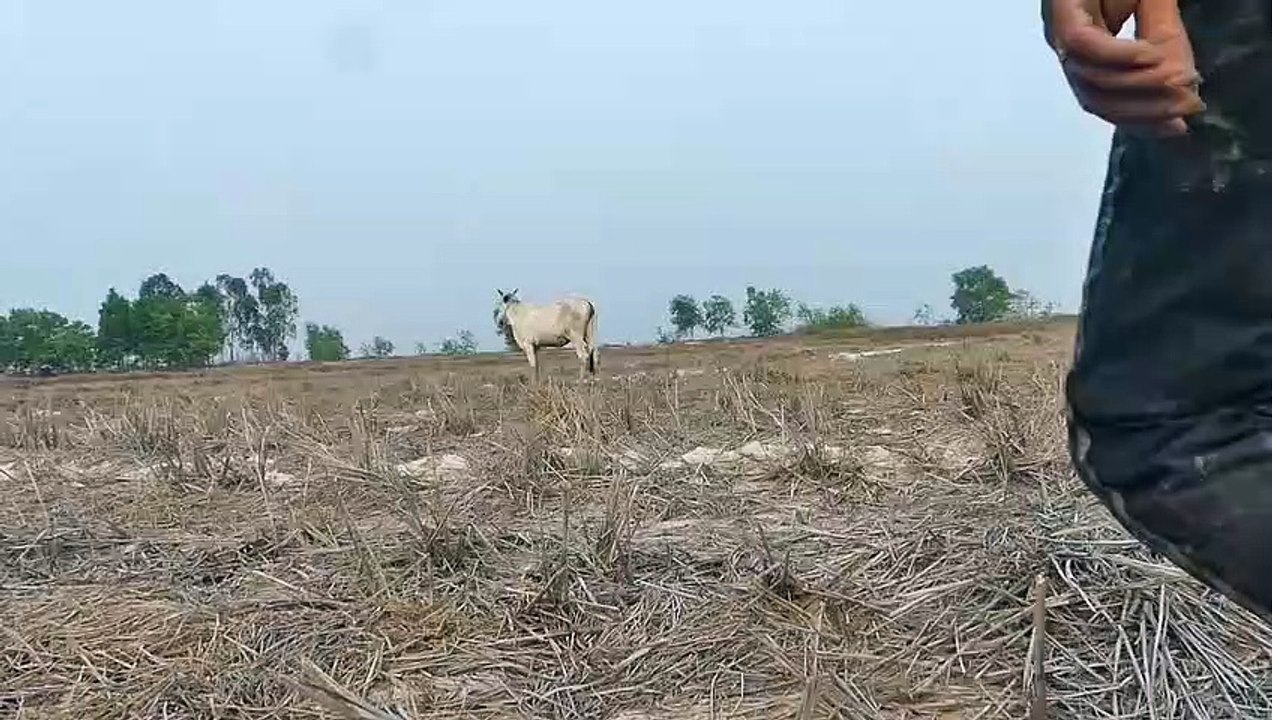 Best Hand Fishing - Catching Catfish in Muddy Water By Hand
