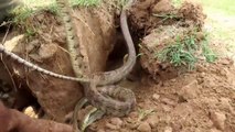 Experiment : Coca Cola And Mentos Dig Water Snake From Underground Hole - Coca Vs Snake In Hole