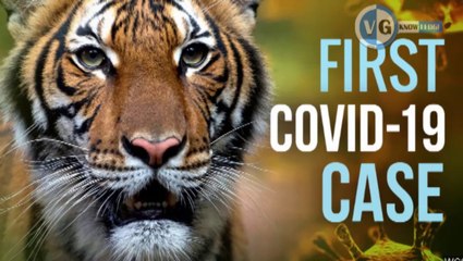 Tiger got corona positive जानवरो में भी आ रहा है कोरोना