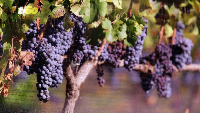 How to Host the Best Wine Tasting Party During Lockdown